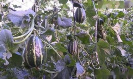 樱九吃瓜,揭秘娱乐圈幕后故事