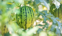 中美吃瓜方式对比,趣味与态度的碰撞