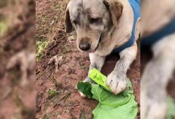 狗吃黃瓜,探索狗吃黄瓜的奥秘