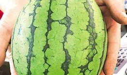 青岛恒星科技吃瓜,揭秘校园里的“吃瓜”风云