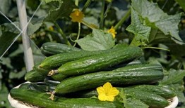 奶瓜花可以吃吗怎么吃,美味与健康的完美结合