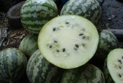 吃瓜绿宝小说,一场奇幻的吃瓜冒险之旅