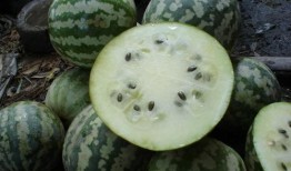 吃瓜绿宝小说,一场奇幻的吃瓜冒险之旅