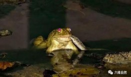 青蛙怪吃瓜,一场奇妙的食瓜冒险之旅