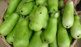 吃葫芦瓜能过敏吗,揭秘食用葫芦瓜可能引发的过敏反应