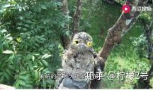 带你吃瓜奇怪动物视频,带你走进“带你吃瓜”的奇异世界