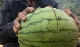 吃爷爷的瓜,吃爷爷的瓜背后的惊人真相
