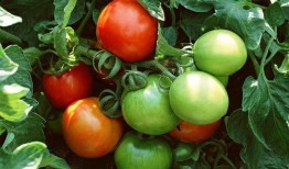 上朝吃瓜番茄,揭秘古代宫廷的番茄美食传奇