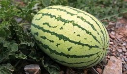 吃瓜块是什么,网络流行语的趣味解读