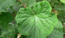 瓜叶子可以吃,从田间到餐桌的绿色之旅