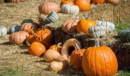 钟楼吃瓜群众,吃瓜群众的欢乐时光