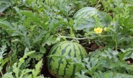 在农村小院吃瓜,瓜香四溢的夏日时光