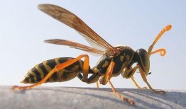 胡蜂吃哈密瓜,自然界的奇妙共生现象