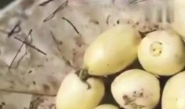 吃自家瓜图片大全,田园生活美好瞬间