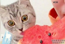 小猫吃瓜怎么画,趣味盎然的瞬间捕捉