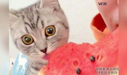 小猫吃瓜怎么画,趣味盎然的瞬间捕捉