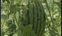 亿纬五区吃瓜,揭秘吃瓜群众的狂欢盛宴