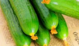 土瓜孕妇可以吃土瓜吗,安全与禁忌解析