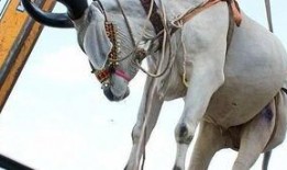 吊车吃瓜,一场别开生面的夏日狂欢