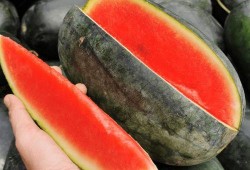 吃一万个瓜,一万个瓜背后的故事与启示