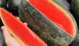 吃一万个瓜,一万个瓜背后的故事与启示