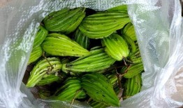 云南大娘吃瓜,田园风光中的甜蜜时光