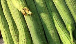 最纯女士吃瓜,最纯女士的瓜田奇遇记