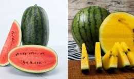 吃瓜网中国,中国网络舆论风向标