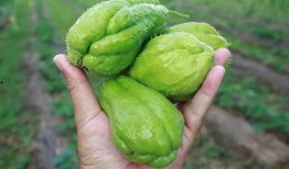 瓜哥吃瓜全部,揭秘娱乐圈那些不为人知的幕后故事