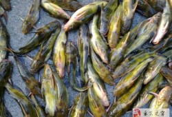 八卦吃瓜湖州,探寻湖州美食背后的八卦故事