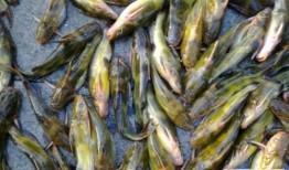 八卦吃瓜湖州,探寻湖州美食背后的八卦故事