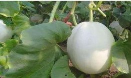 白兰瓜什么吃,探索无尽食尚可能