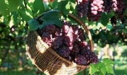 东辛农场吃瓜,瓜果飘香，共享欢乐时光