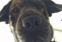 吃瓜头像狗狗图片,萌态十足，带你领略宠物界的欢乐时光