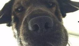 吃瓜头像狗狗图片,萌态十足，带你领略宠物界的欢乐时光